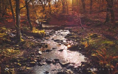 Roddlesworth Woods Walk