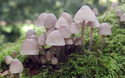 Angel’s Bonnet – Mycena arcangeliana
