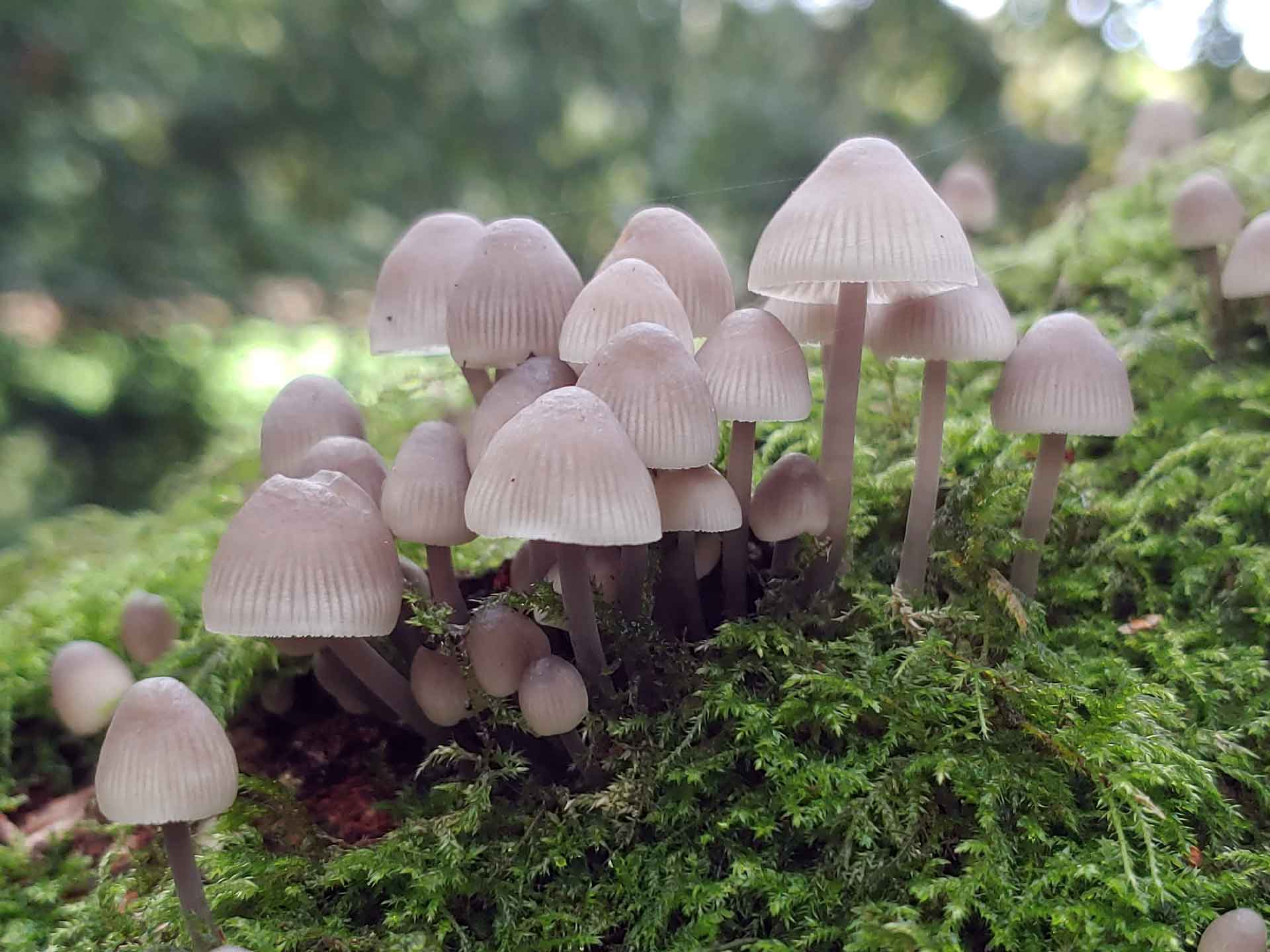 Angels Bonnet - Mycena arcangeliana