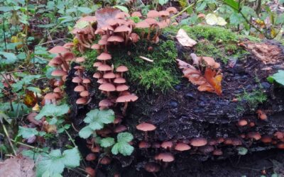 Common Stump Brittlestem – Psathyrella piluliformis