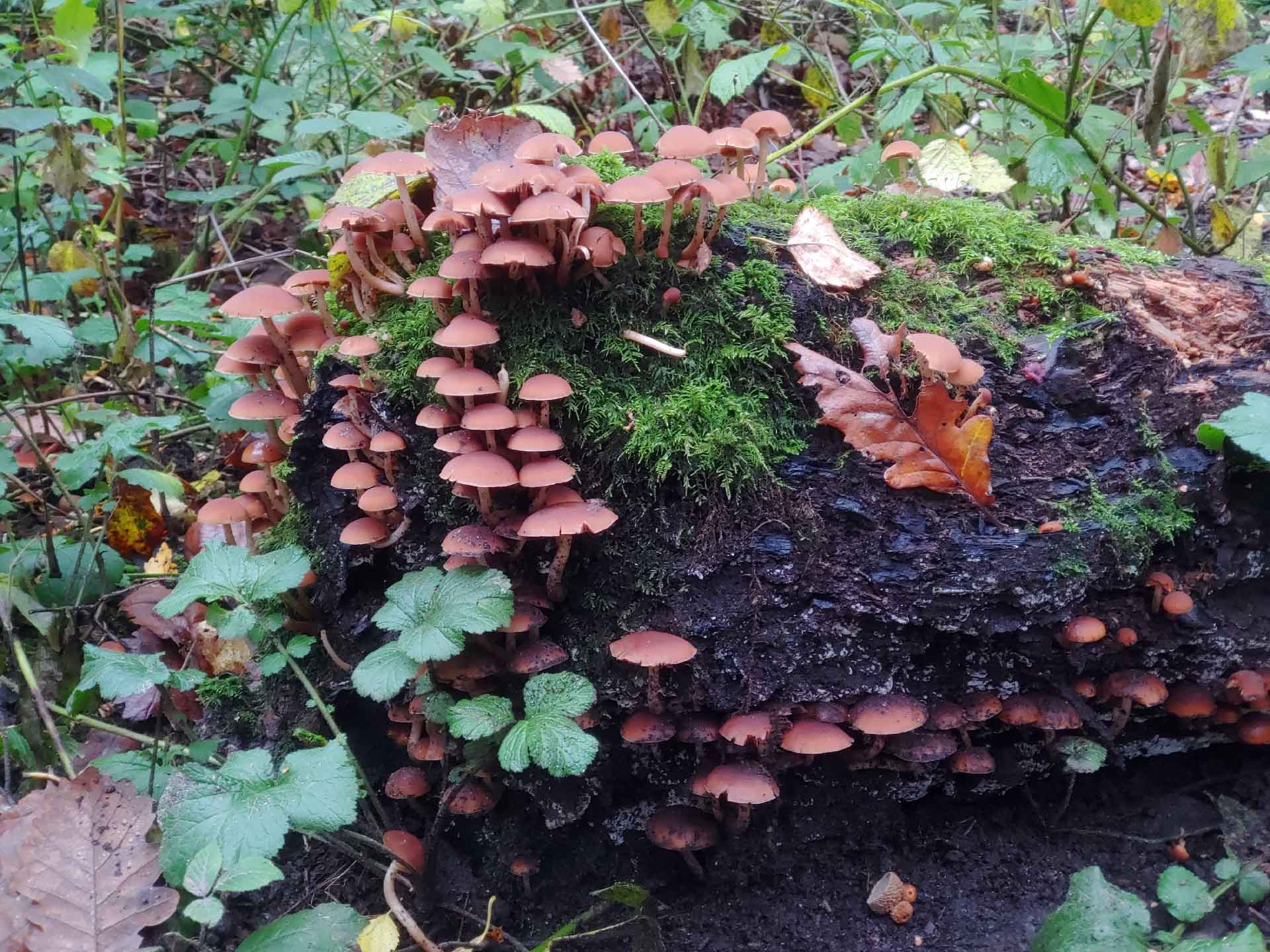 Common Stump Brittlestem - Psathyrella piluliformis