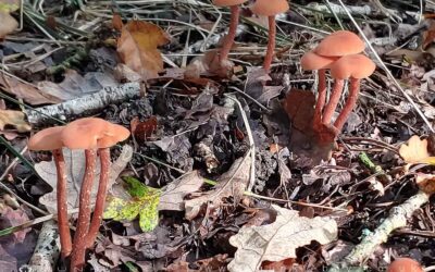 Deceiver – Laccaria laccata