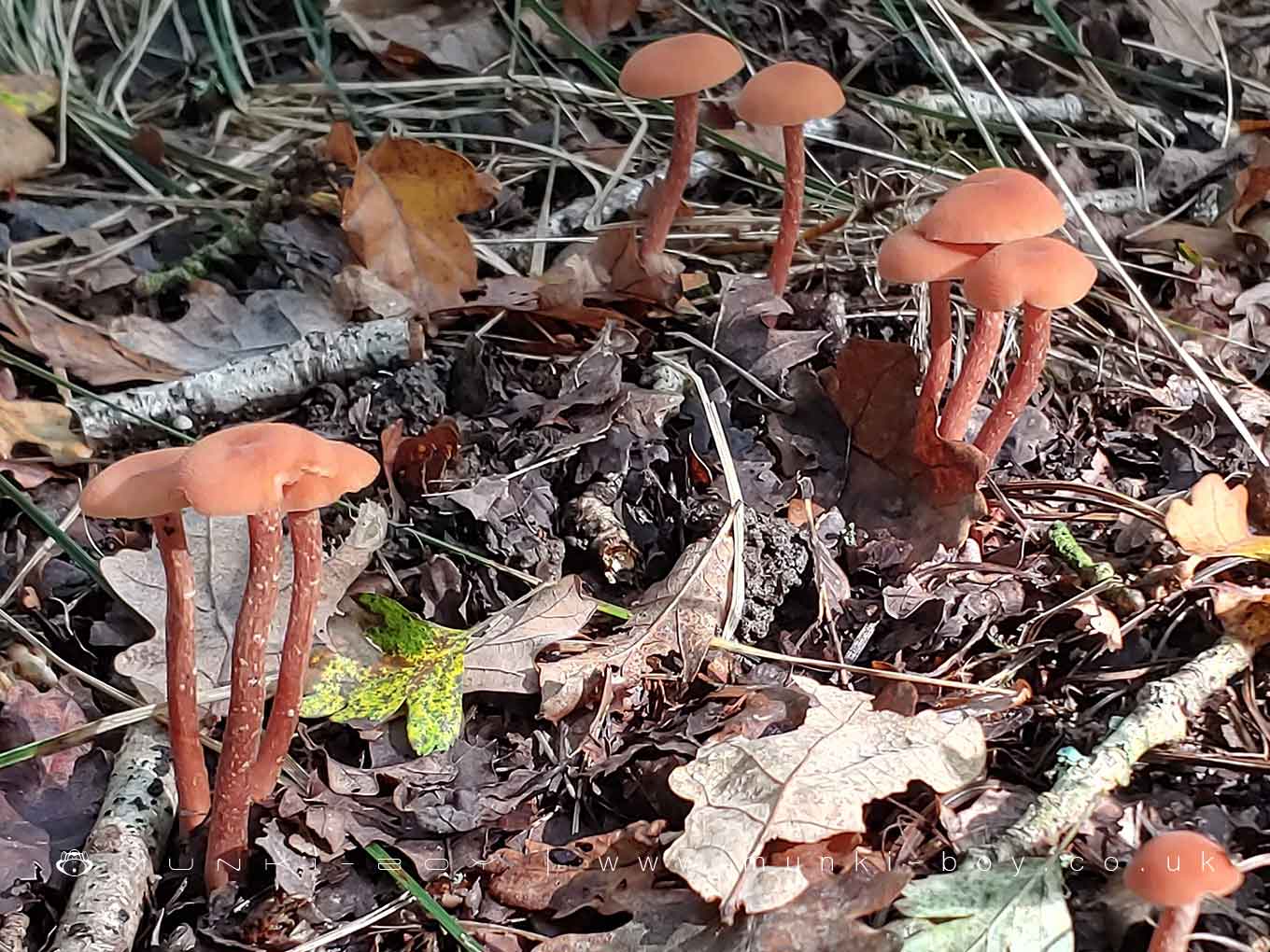 Deceiver - Laccaria laccata