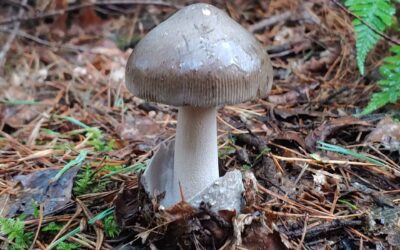 Grisette – Amanita vaginata