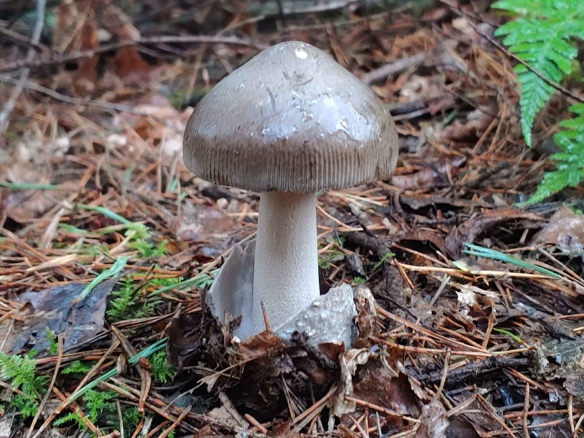 Grisette - Amanita vaginata