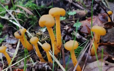 Jelly Baby – Leotia lubrica