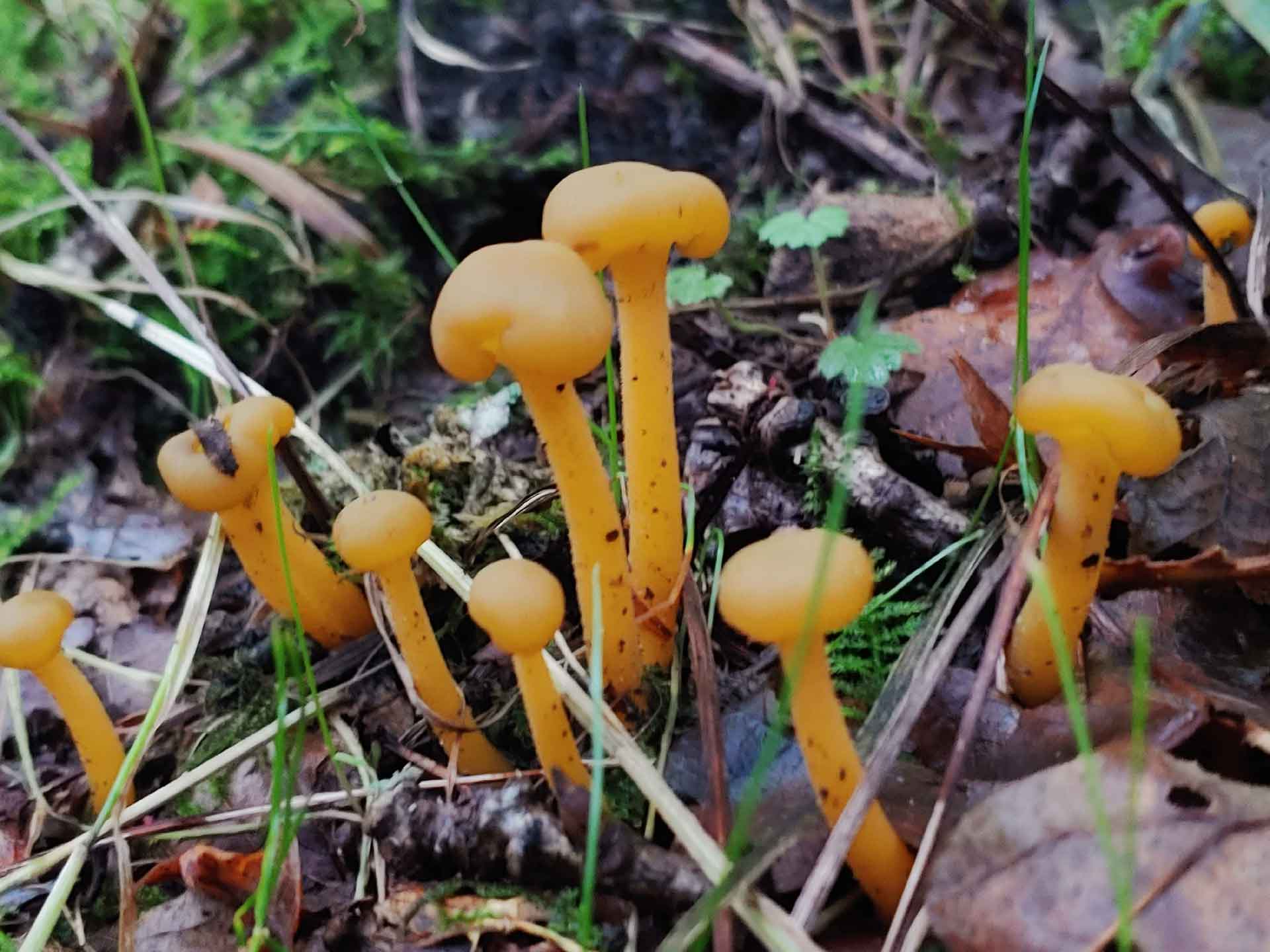 Jelly Baby - Leotia lubrica