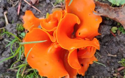 Orange Peel Fungus – Aleuria aurantia