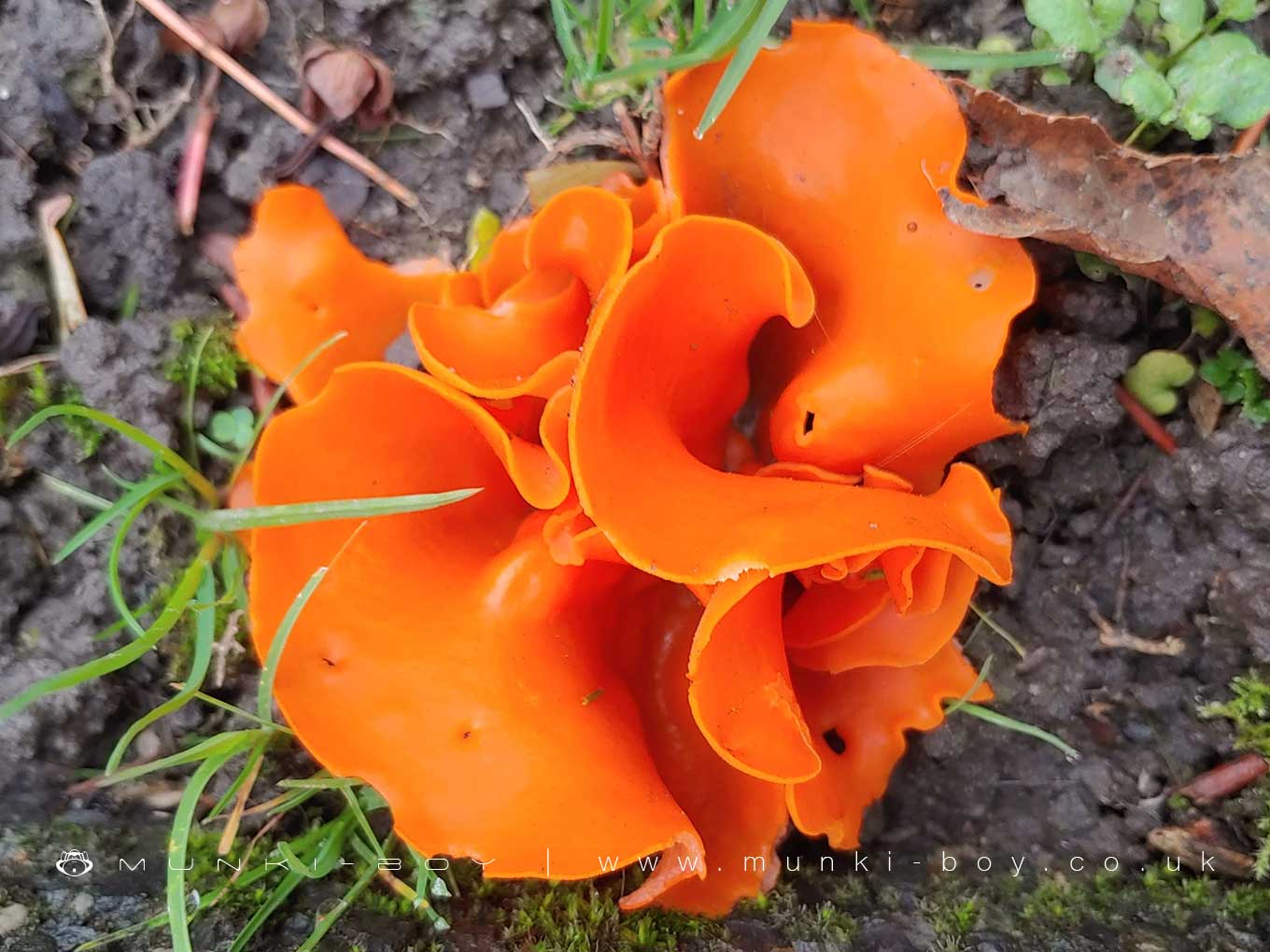 Orange Peel Fungus - Aleuria aurantia