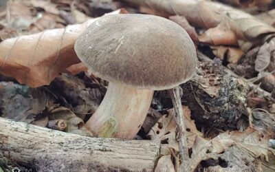 Penny Bun or Cep – Boletus Edulis
