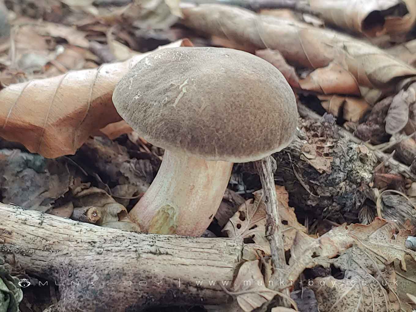 Penny Bun or Cep - Boletus Edulis
