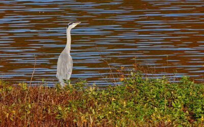 Grey Heron