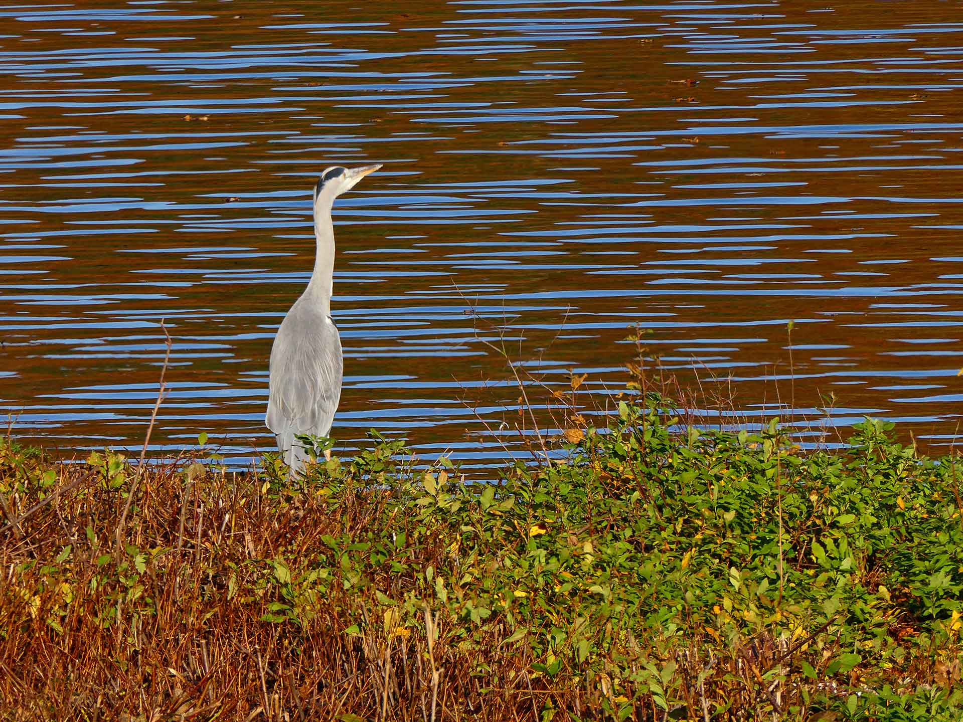 Grey Heron